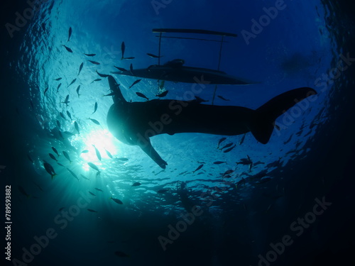 whaleshark  underwater oslob philippines 