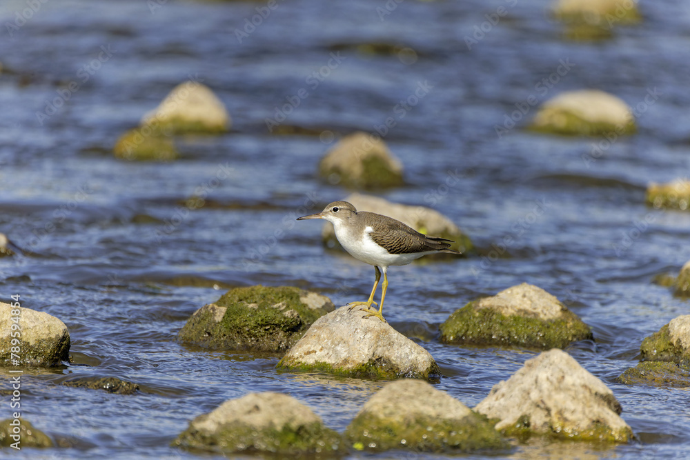 Spotted Sandpiper (Actitis macularius) on the river Spotted Sandpiper (Actitis macularius) on the river