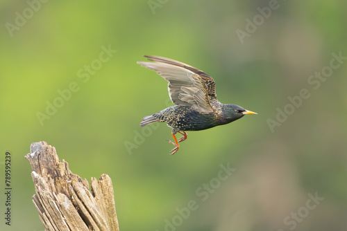 Common starling, European starling - Sturnus vulgaris starting to fly at green background. Photo from Lubusz Voivodeship in Poland.	 photo