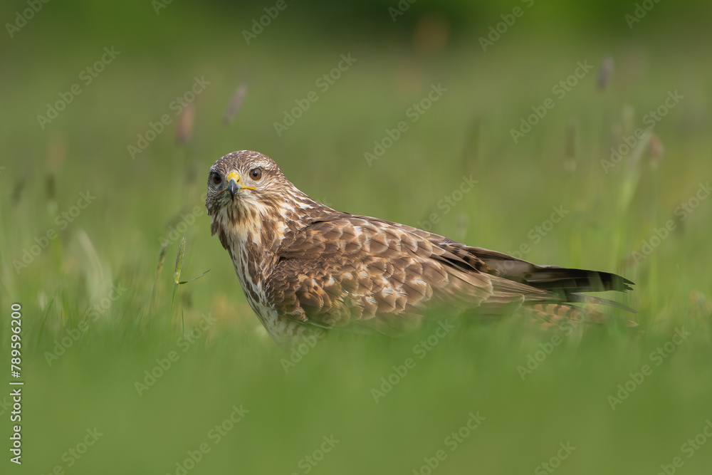Common buzzard - Buteo buteo on ground in spring green grass. Green background. Photo from Lubusz Voivodeship in Poland. Common buzzard - Buteo buteo on ground in spring green grass. Green background. Photo from Lubusz Voivodeship in Poland.