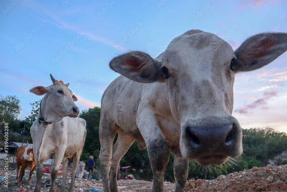 The cows in the municipal garbage shelter at piyungan landfill, Yogyakarta Indonesia The cows in the municipal garbage shelter at piyungan landfill, Yogyakarta Indonesia