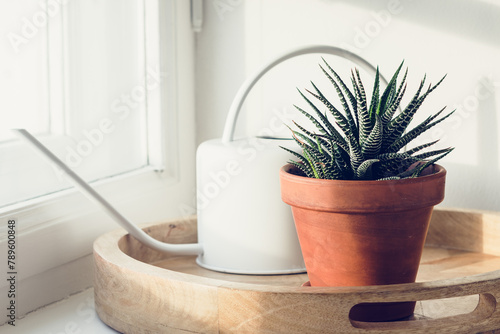 Haworthia succulent plant in a small terracotta pot.