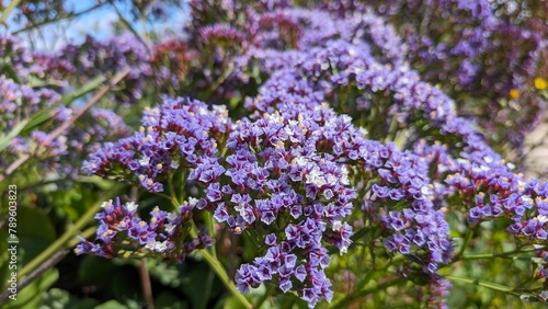 Blooming Sea Lavender Close-Up View