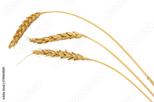 Three wheat spikelets isolated on white background