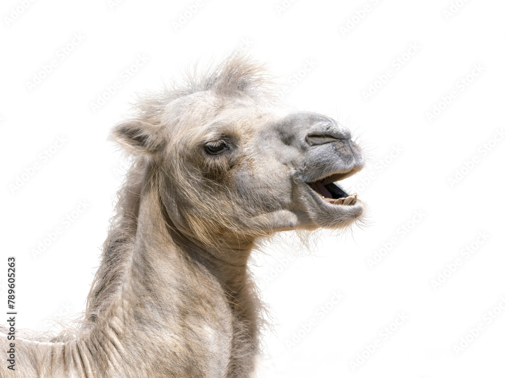 Handsome adult Arabian Camel isolated on white background