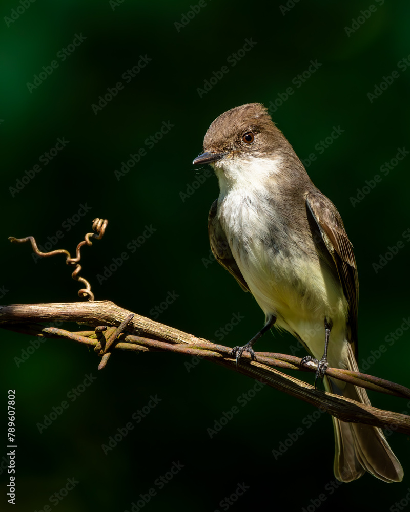 Eastern Phoebe Perched on a Vine Eastern Phoebe Perched on a Vine