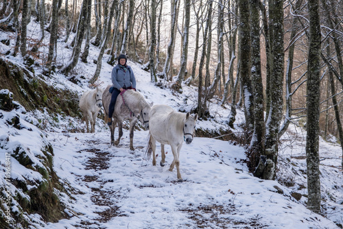 3 horses, one ridden in the snow photo