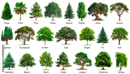 Big set of trees isolated on a white or transparent background. Bundle of trees with green leaves close-up, front view. Graphic design element on the theme of nature and caring for trees.