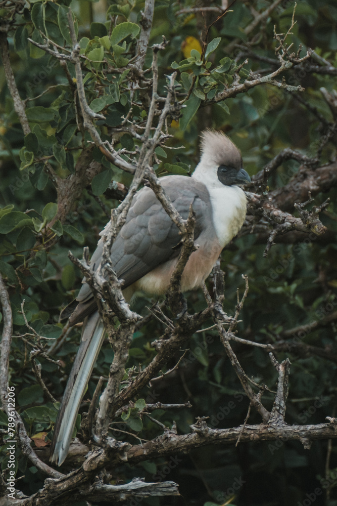 Observant go-away bird amidst the lush Masai Mara bush Observant go-away bird amidst the lush Masai Mara bush