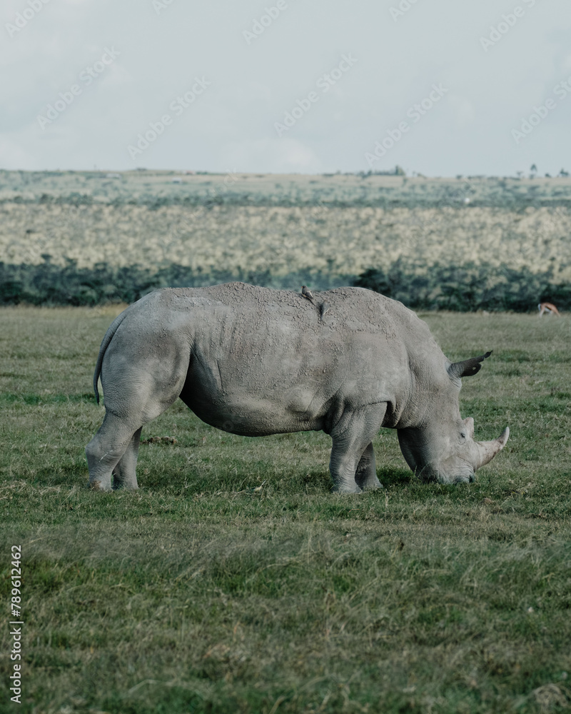 Obraz premium Black rhino with a bird companion in Ol Pejeta, Kenya