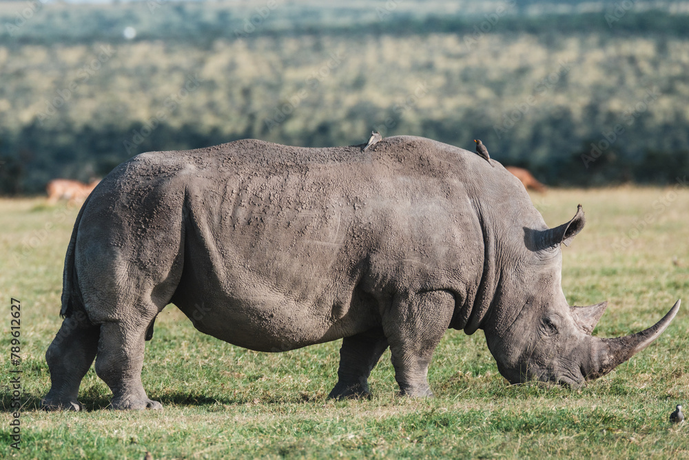 Naklejka premium Black rhino with a bird companion in Ol Pejeta, Kenya.