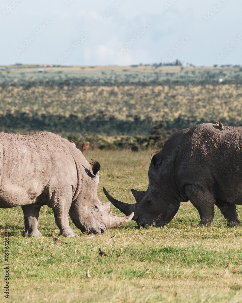 Obraz premium Pair of black rhinos grazing peacefully in Ol Pejeta Conservancy.
