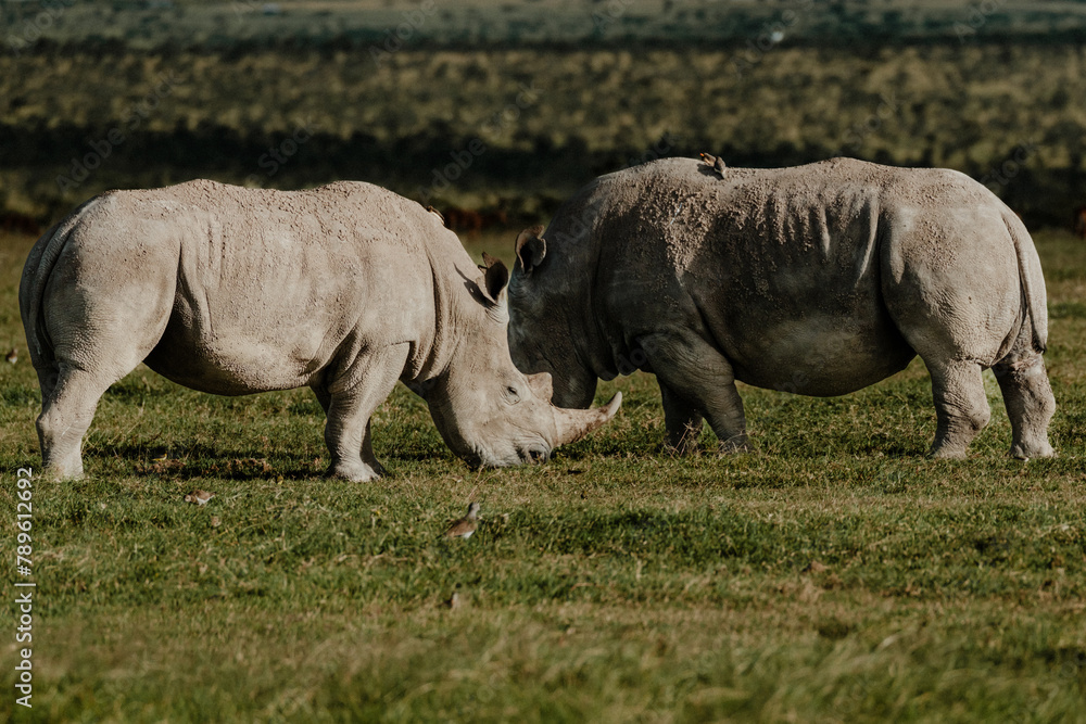Fototapeta premium Pair of black rhinos grazing peacefully in Ol Pejeta Conservancy.