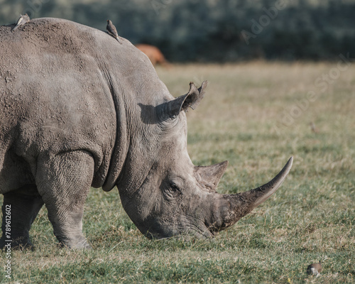 Black rhino with a bird companion in Ol Pejeta  Kenya.