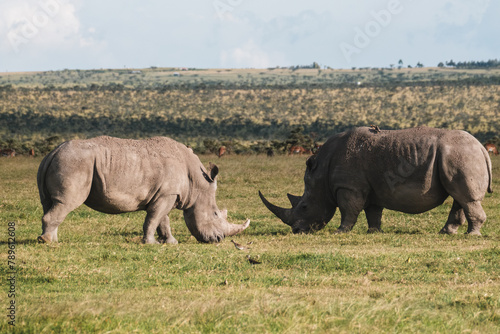 Картината върху платно Pair of black rhinos grazing peacefully in Ol Pejeta Conservancy.
