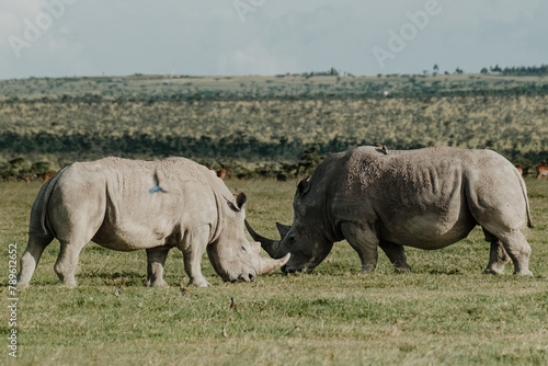 Pair of black rhinos grazing peacefully in Ol Pejeta Conservancy.