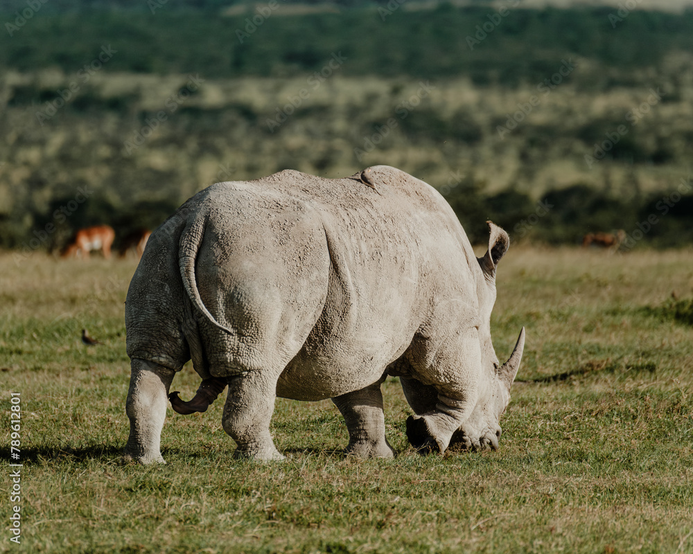Obraz premium Black rhinos grazing in unison on the Ol Pejeta plains.