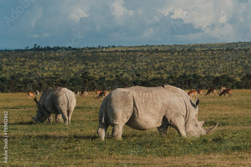 Fotografie Pair of black rhinos grazing peacefully in Ol Pejeta Conservancy