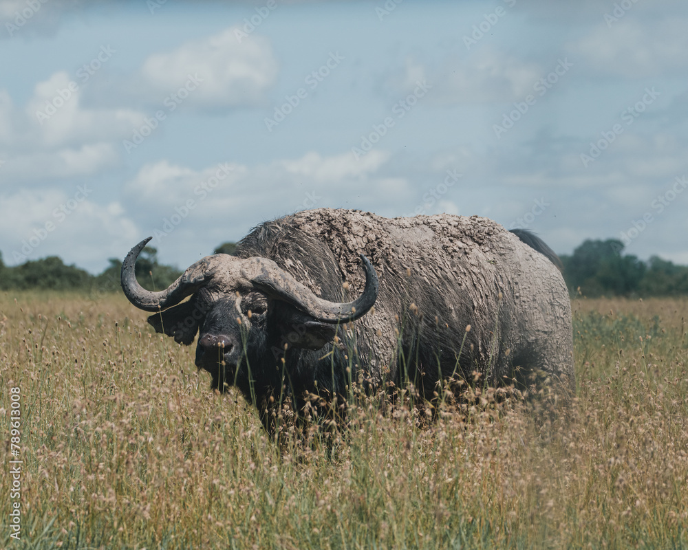 Mud-caked water buffalo stands vigilant in Ol Pejeta grasslands Mud-caked water buffalo stands vigilant in Ol Pejeta grasslands