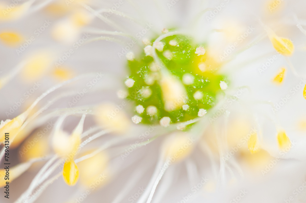 Fototapeta premium Close-Up View of Pollen on a Flower Stamen