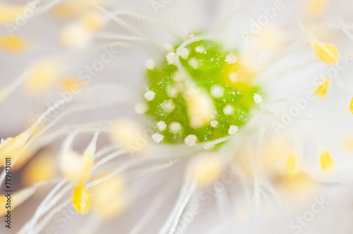 Close-Up View of Pollen on a Flower Stamen