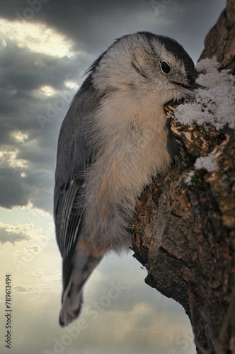 White-breasted Nuthatch perches upside down on a tree trunk
