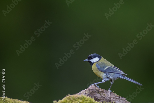 The great tit (Parus major) is a passerine bird in the tit family Paridae. © JTP Photography