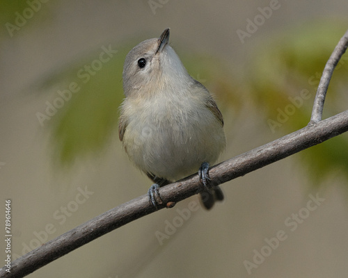 Alder Flycatcher resting on a branch during Spring migration photo