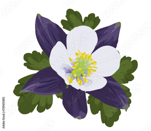 Columbine Flower