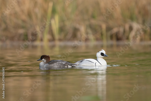 The pair of smews - Mergellus albellus male and female swimming in dark yellow water. Photo from Lubusz Voivodeship in Poland.