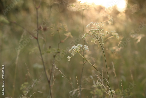 campo fiorito in estate al tramonto photo
