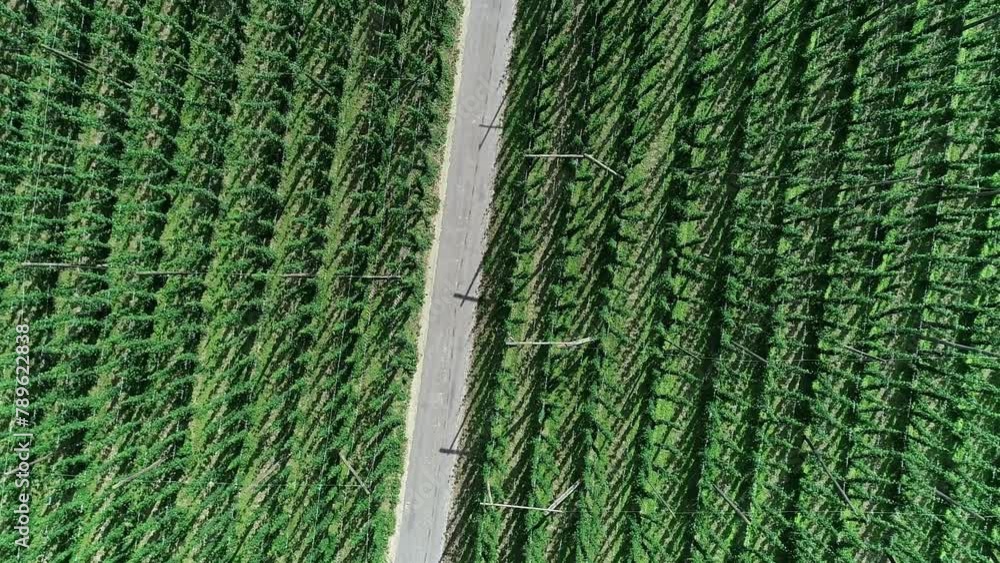 Top-down shot of hop fields in Poperinge, Belgium, with three scooters ...
