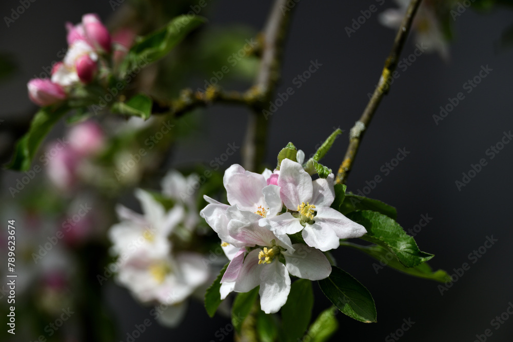 Details aus dem deutschen Garten. Farbenfrohe Blüten mit grünen Blättern vor unscharfem Hintergrund zu Pfingsten mit verschwommener Textur