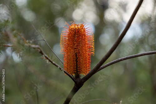 Banksia Ericifolia, Australian plant