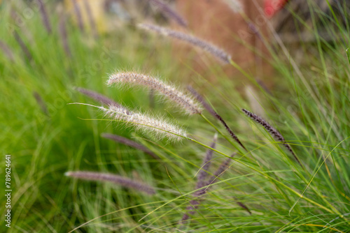 ornamental grass in the wind
