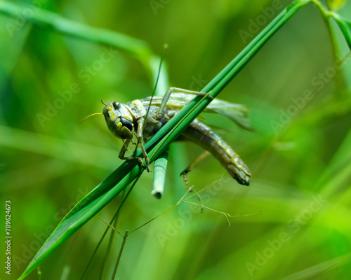 grasshopper on a leaf