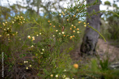 Acacia brunioides in the outback