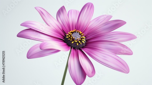 A beautiful flower in full bloom against a white background. The petals are a delicate shade of pink  and the center of the flower is a deep purple.