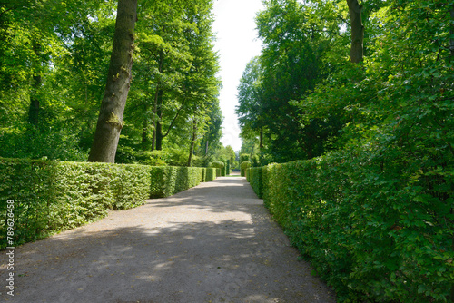 High hedges in the park