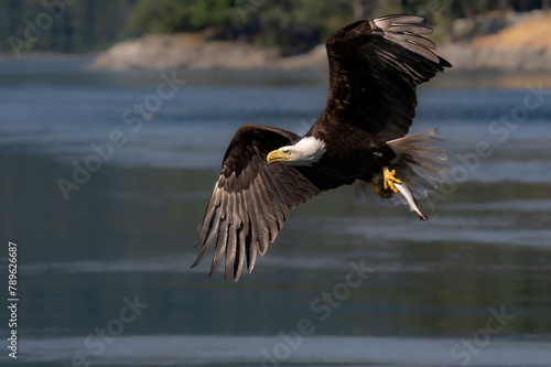 Bald eagles feeding on fish and eating in flight in the Discovery Islands of British Columbia, Canada