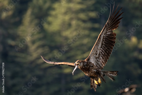 Juvenile Bald eagle in flight off the Discovery Islands in British Columbia, Canada