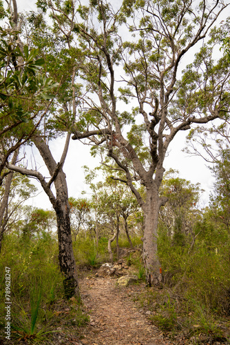 Eucalyptus Trees in the Outback