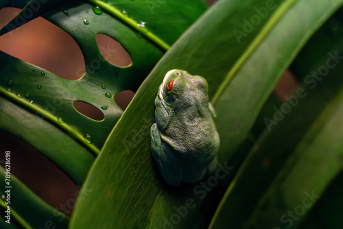 red-eyed tree frog
