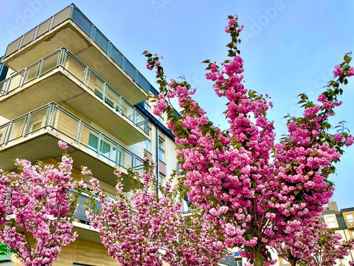 In the spring, a charming sakura blossomed in the city near the houses with lush pink blossoms
