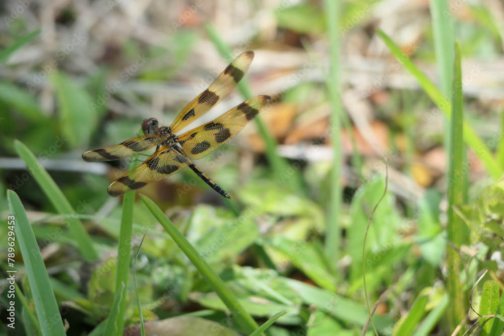 Tiger Striped Dragonfly in the grass Tiger Striped Dragonfly in the grass