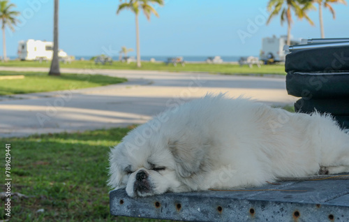 Dog sleeping on campground picnic table
