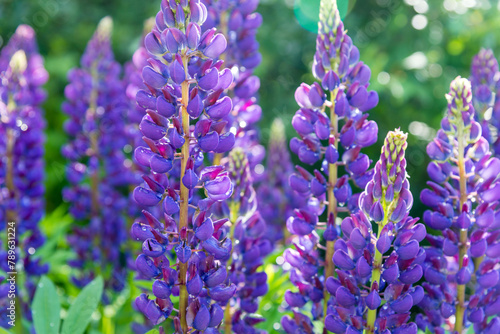 blooming purple lupines on a sunny summer day