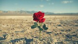 Single vibrant red rose blooms defiantly in vast desert landscape, resilience and hope amidst stark or challenging conditions