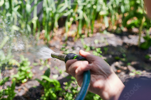 Hand watering veggie plants with hose photo