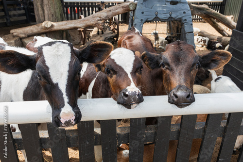 A few white and brown cows looking at the camera at a farm photo